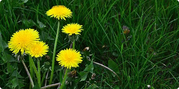weeds-on-lawn-dandelion