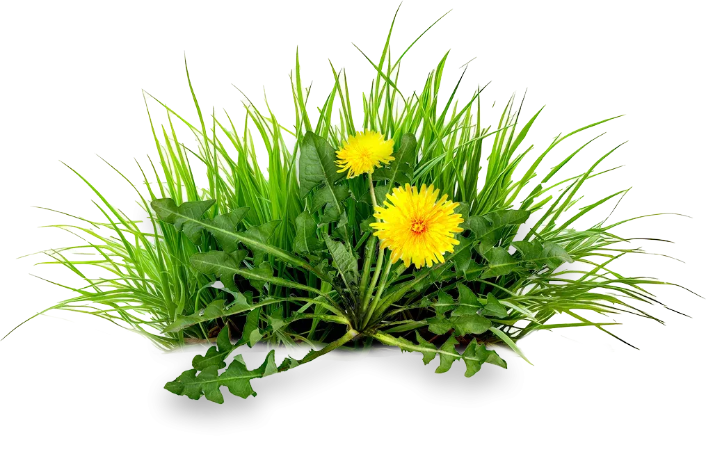 grass