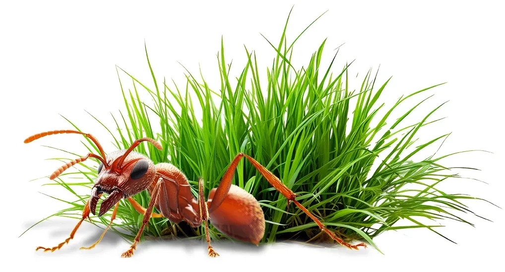 ant