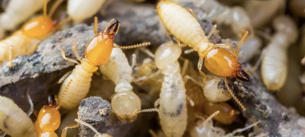 How to Deal with Termite Swarms | Deans Services